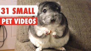 31 Small Pet Videos Compilation 2020