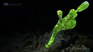 Halimeda Ghost Pipefish