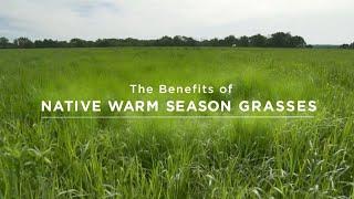 The Benefits of Native Warm Season Grasses (2024 Grassland Summit)