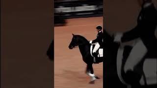 I love it when dressage horses jump  #horse #equestrian #dressage #jumping