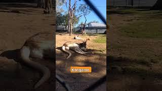 kangaroo