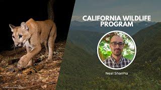 Protecting Wildlife Across California | Wildlife Conservation Network