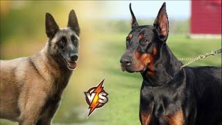 Belgian Malinois VS Doberman. Who is stronger?