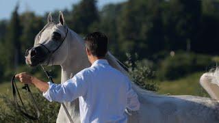 D SERAJ - (FA El Rasheem x Ladi Veronika), 2015 Grey Stallion