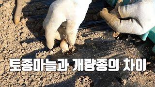 토종마늘과 개량종의 차이