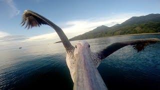 GoPro: Pelican Learns To Fly