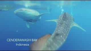 DIVE DAMAI "Live aboard" - Indonesia at Cenderawasih Bay