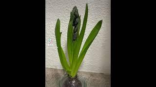 Flower Blooms in Timelapse #Growth #timelapse #bluehyacinth #hyacinth #bulb #growth