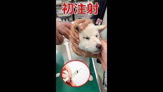 【初注射】柴犬こゆき　辛かった検診