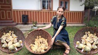 Hard life in the village. Building duck house. Cooking dinner from Ukrainian mountains