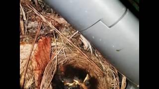 Robins find the cosiest places to nest!