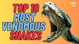  Top 10 Most Venomous Snakes in the World | Deadliest Poisonous Snakes  2023 | Pets and Us