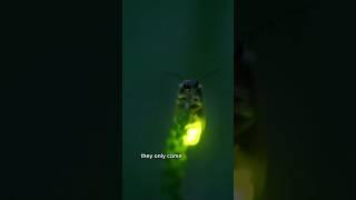 Perfect Shot: Filming the Bioluminescent Glow of Fireflies for Nature Documentary