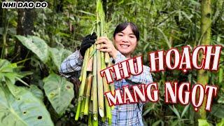 Tưởng Măng Đắng Hóa Ra Măng Ngọt - Lên Rừng Hái Măng Thôi | Nhi Dao Đỏ