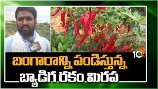 Byadagi Chilli Farming | బంగారాన్ని పండిస్తున్న బ్యాడిగ రకం మిరప | Matti Manishi | 10TV News