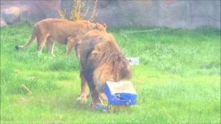 The "Detroit Zoo" Lions celebrate their 20th Birthday