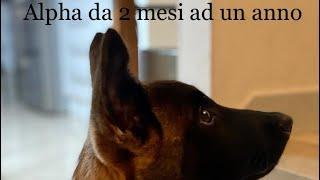 Addestramento cucciolo di malinois da 2 a 12 mesi