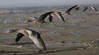 The Secret Routes of Migratory birds | Documentary