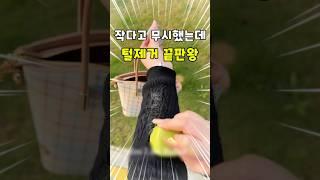 외출하고 나서 옷에 털 붙은 거 보고 당황해본 사람?