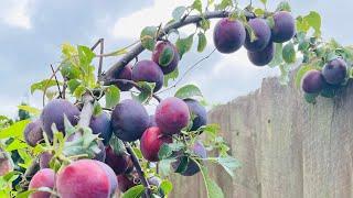 Plums harvesting from our garden