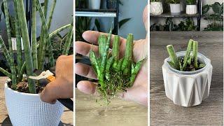 How I Transplant Snake Plant Water-Rooted Cuttings Without KILLING Them (FOOLPROOF)