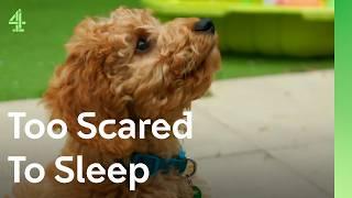 Can this Cockapoo puppy help a scared boy sleep? | The Dog House  | Percy the Cockapoo