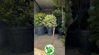 Какие из этих растений вы знаете ? #shorts #reels #garden #top #sad #green
