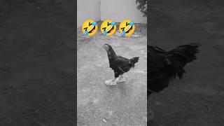 morga & cat funny music dance