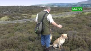 Labrador gun dog training