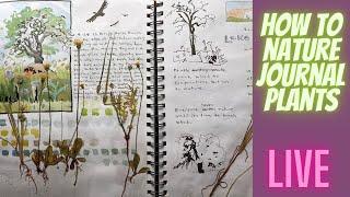 How to Nature Journal Plants: Hard, Easy, Boring?