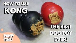 How To Use Kong Dog Toy | Everything About The BEST Dog Toy In The World