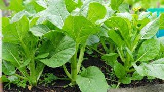 2020 reward harvest: Choy sum plant on raised bed from seeds