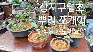 석향방 민속품 야생화/삼지구엽초/돌절구/확돌 /닭모이돌/돼지구유/정원인테리어소재/실내인테리어 소품