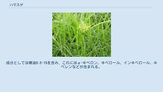 ハマスゲ