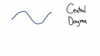 The Central Dogma: Transcription and Translation