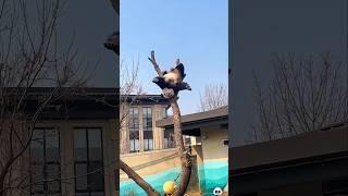 The clumsiest animal in the world #shorts #panda #facts