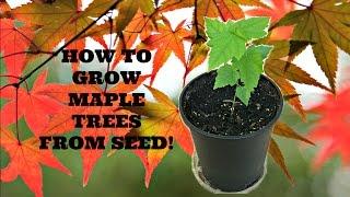 How to Grow Maple Trees from Seed!