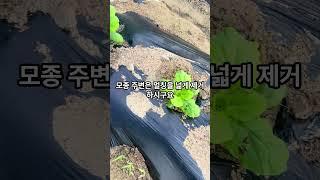 올해 배추 재배는, 내년 배추는 맛있는 배추 수확 많이 하세요 #배추재배