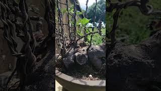 Hải châu hệ củ u bướu 