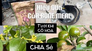 Áp Dụng Tưới Bone Meal Để Cây Đậu Được Nhiều Trái tt394