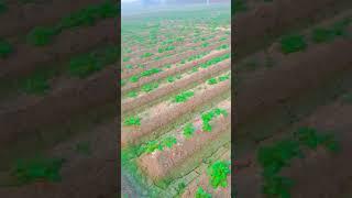 shivam vlog#shorts #viral