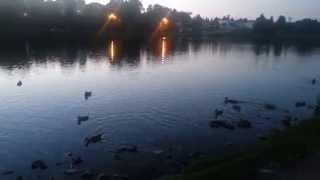 Ducks at Gilles Lake