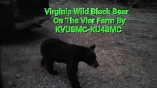 Virginia Wild Black Bear On The Viar Farm By KVUSMC-KU4SMC