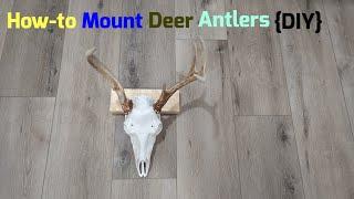 Mounting Deer Antlers