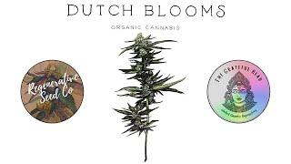 Ep. 148: Dutch Blooms