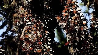 Monarch butterflies Migration: An Epic Journey