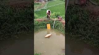 Viral fishing video, shorts feed, #trending  #ytshorts #short #shorts #fishing