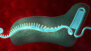 CRISPR Genome Editing - Horizon Discovery