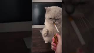 Viral Video:Cat Smokes Cigarette (Real or Fake?) 