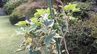セイヨウキヅタの開花